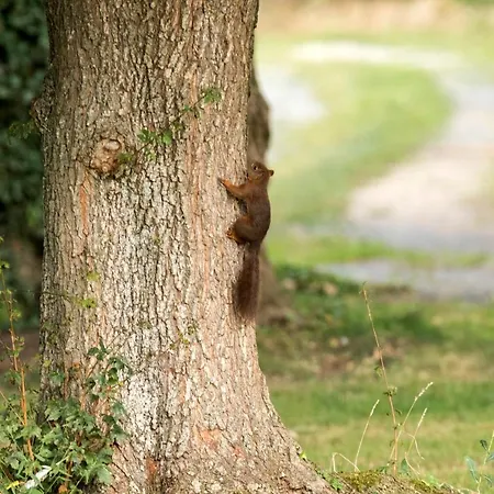 La Planche Pincon Teloché