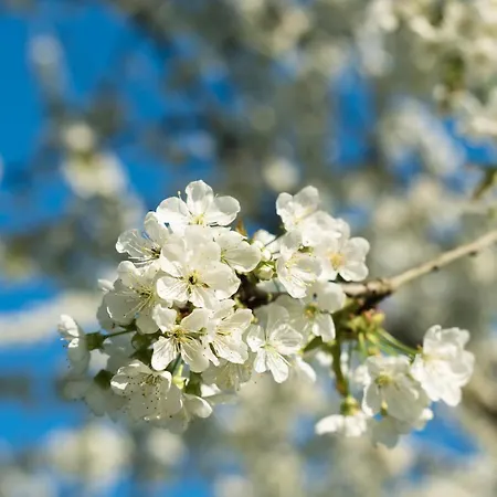 Panzió La Planche Pincon *