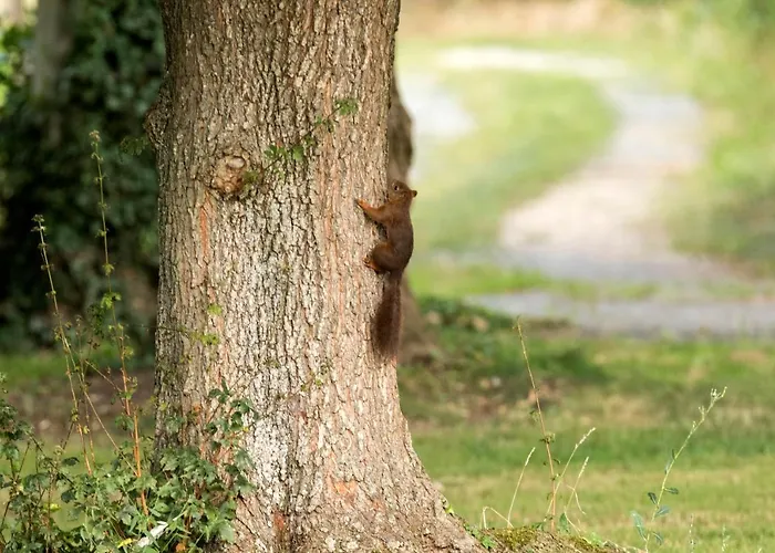 La Planche Pincon Teloché