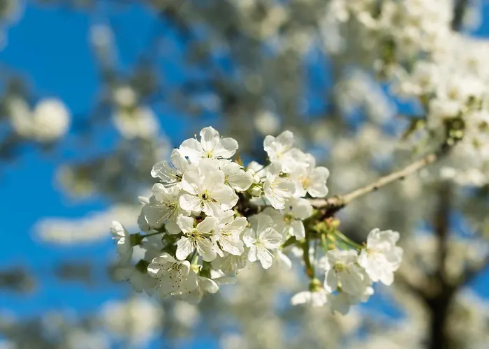 Panzió La Planche Pincon *
